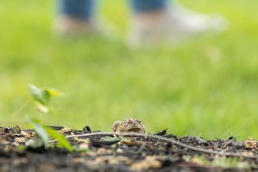 High Real Estate Group Signs Land Purchase Agreement